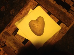 the last potato - eine Herzensangelegenheit